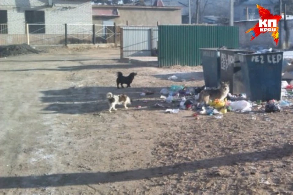 Губернатор объявил об экстренном отлове бродячих животных