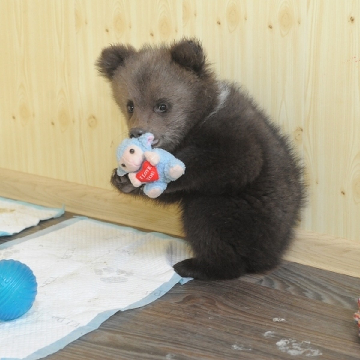 Give bear. Видели Медвежонок укарли Нуримановский район. Букедо с как у медведя голубой.