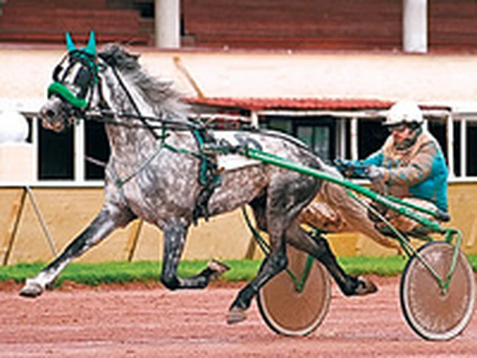 Конные рысаки. Конный завод рысаков. Конный завод орловских рысаков. Донская порода лошадей конезавод. Хреновской конный завод.