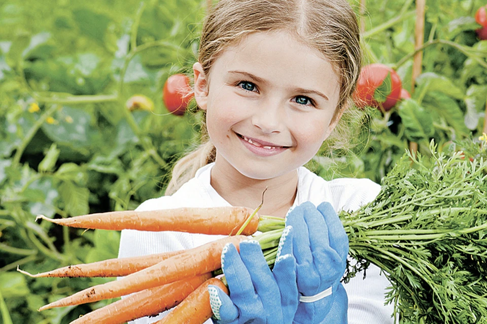 Если морковь выросла кривоватой, значит, почва была недостаточно разборонована и просеяна. Позаботьтесь об этом перед посадкой! Фото: PhotoXPress.ru