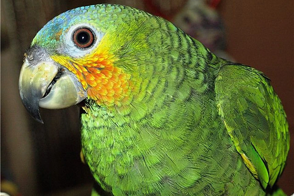 Кто не знает, это порода большого зеленого попугая, который стоит 25 тысяч рублей