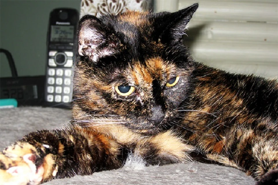 В США умерла самая старая кошка в мире Тиффани II. Фото: сайт Книги рекордов Гиннеса
