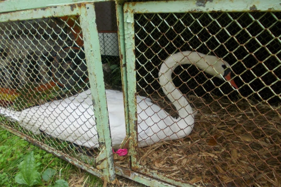 Спасенный лебедь несколько дней проведет в клетке под присмотром ветеринаров. Фото ГУ МЧС по КО