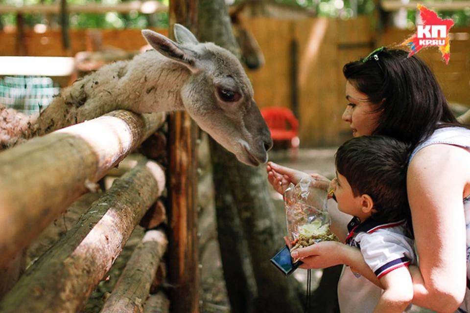 Среди спорящих о дискриминации семей по количеству детей некоторые  встали на сторону зоопарка