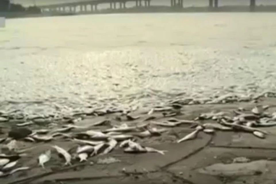 В Тяньцзине дохлую рыбу выбрасывает на берег