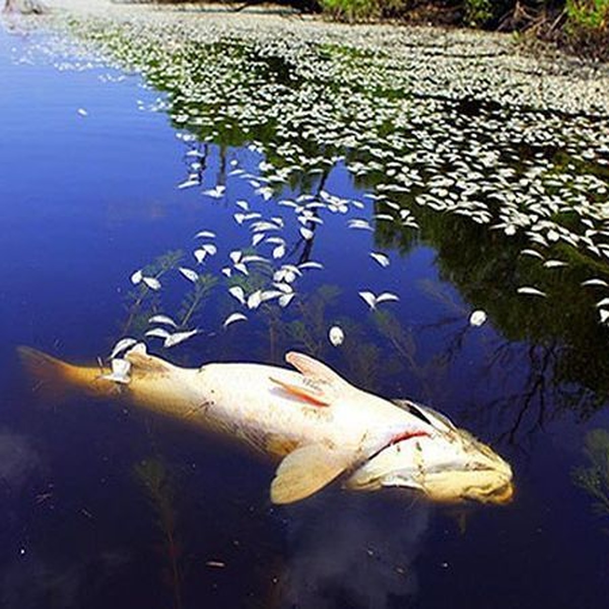 В КБР отходами водочного производства массово отравили рыбу - KP.RU