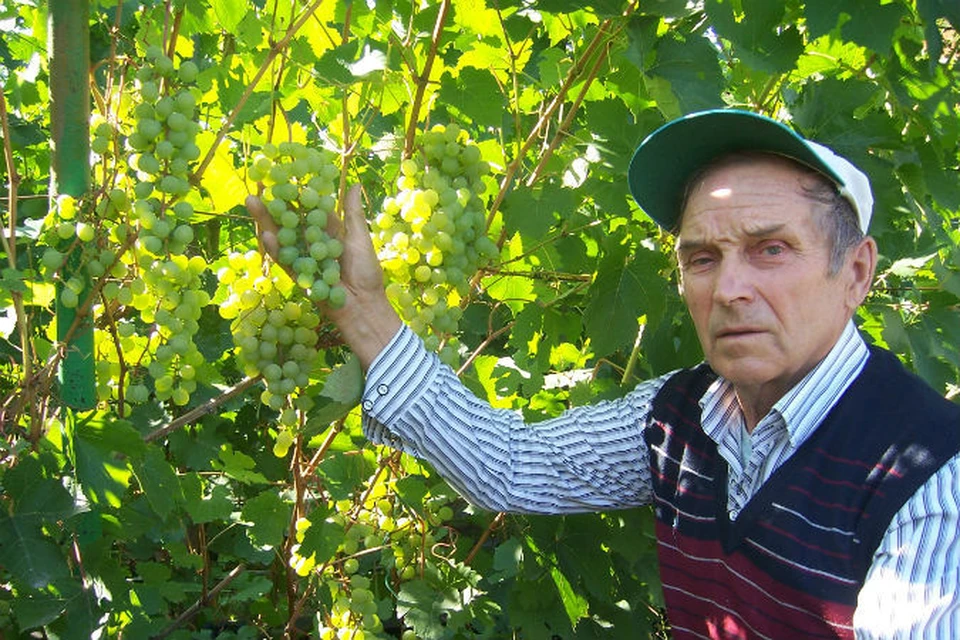 10 килограмм винограда. Пенсионер вырастил урожай. Садик Виноградинка х.Ведерников фото 2009-2011.