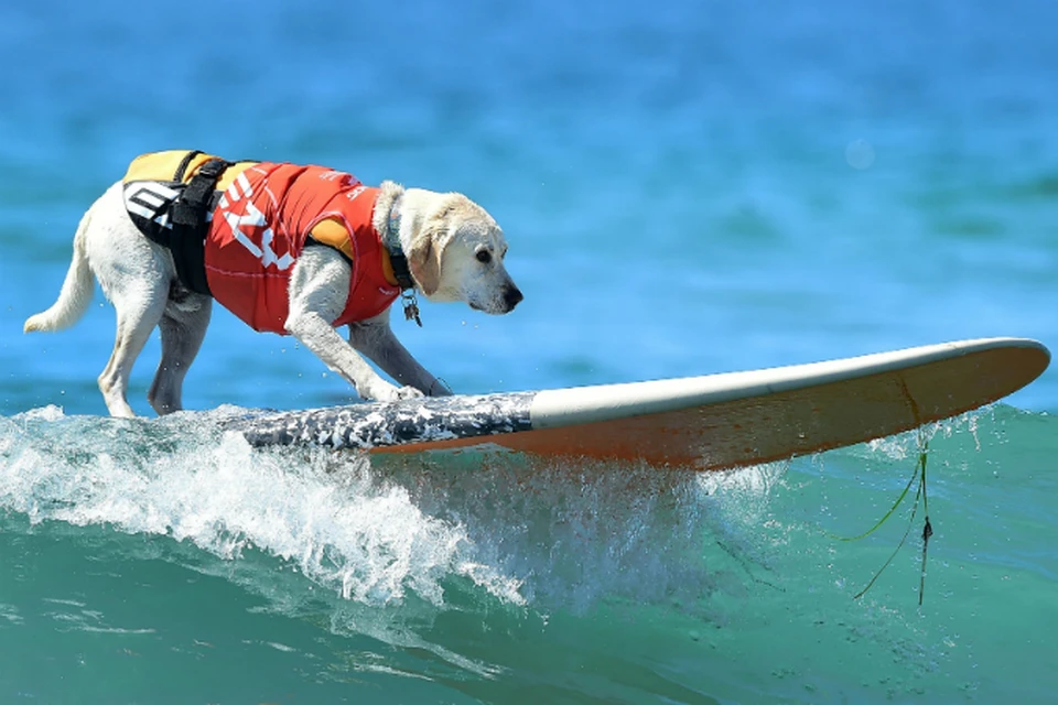 Седьмой чемпионат Surf Dog собрал на пляже Huntington Beach сотни хозяев и их питомцев. Фото: EAST NEWS