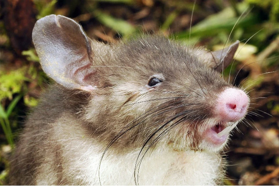 Новый вид млекопитающего обнаружили ученые в далекой Индонезии: свиноносая крыса. Фото: EAST NEWS.
