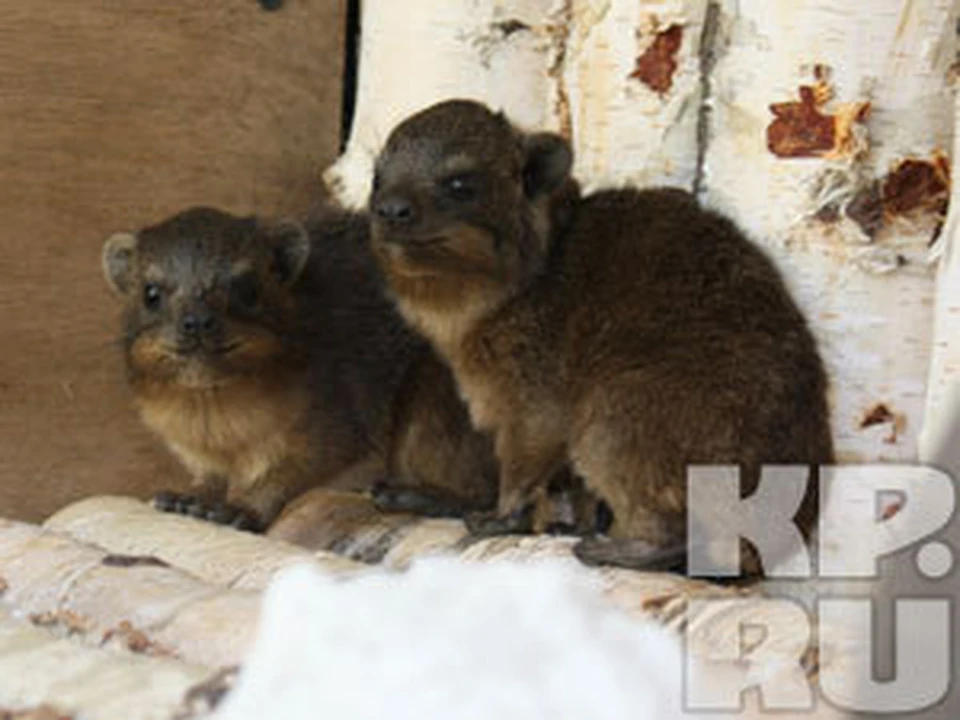В Челябинском зоопарке появился маленький як