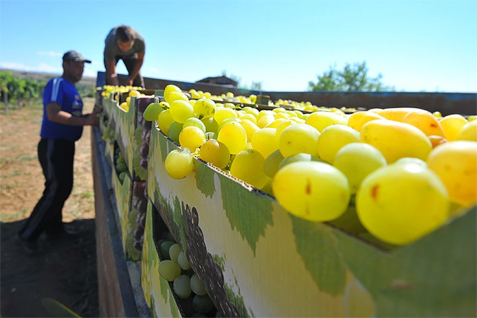 На Кубани и в Крыму условия для выращивания винограда ничуть не хуже, чем во французской провинции Бордо.
