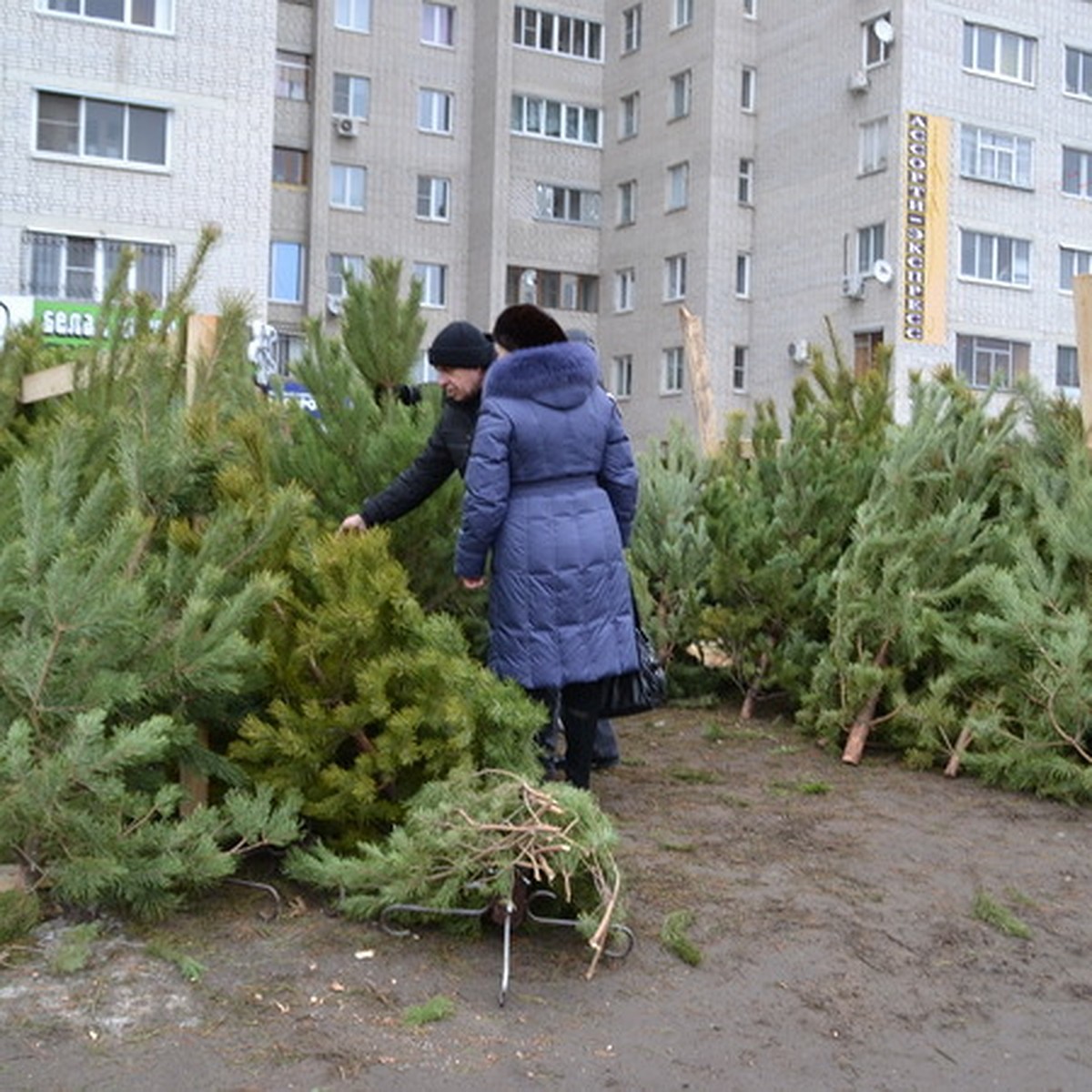 Как и где воронежцам выбрать елку - KP.RU