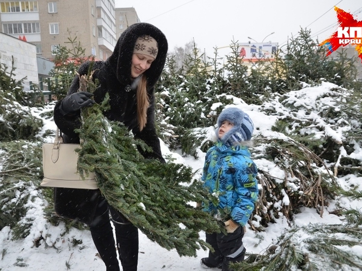 12 рублей за двухметровую живую елку: как вблизи Читы законно срубить  лесную красавицу - KP.RU