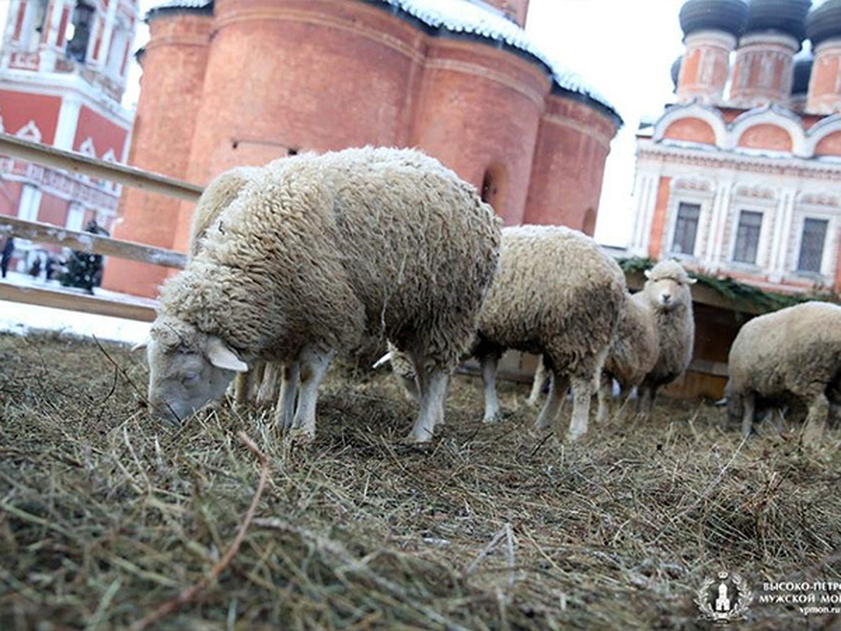 5 овец. Барашки с Кавказа Набережные Челны. Кавказская Овечка. Овечка 6 на территории Молдавии. Овечки обитель Минск.