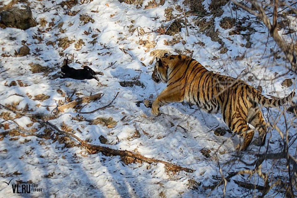 Тигр теперь охотится только на кроликов. Фото: vl.ru