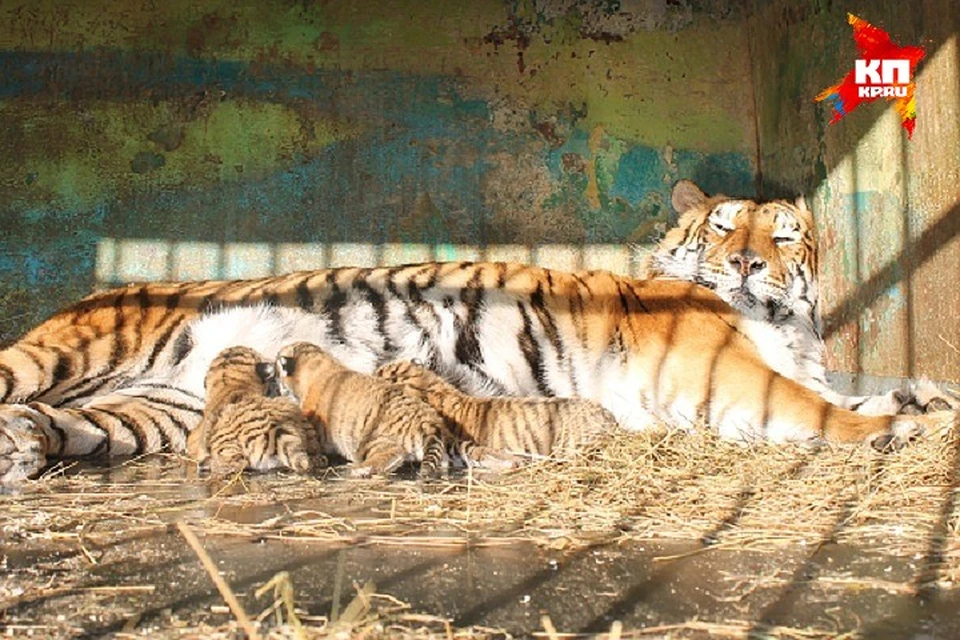 Тигрицы часто отказываются кормить малышей, но Диана из Ессентуков не бросила никого. Фото: предоставлено зооцирком «Сафари»