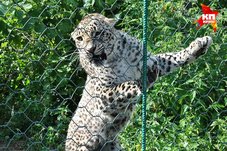 В нацпарке леопардов готовят к жизни на воле