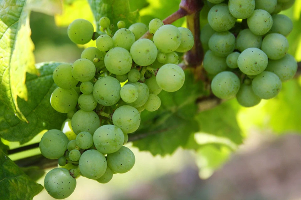 Как получить хороший урожай винограда