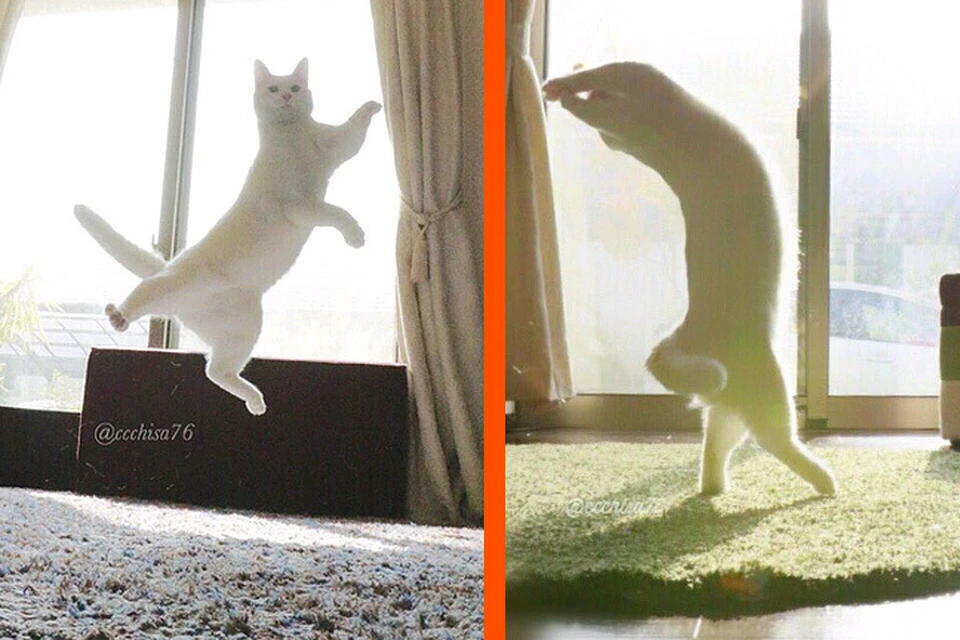 В Японии кот освоил танцевальные па в обмен на новые игрушки