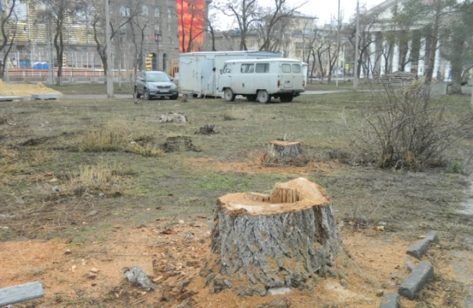 На месте спиленных деревьев обещают высадить новые и вообще благоустроить всю территорию.