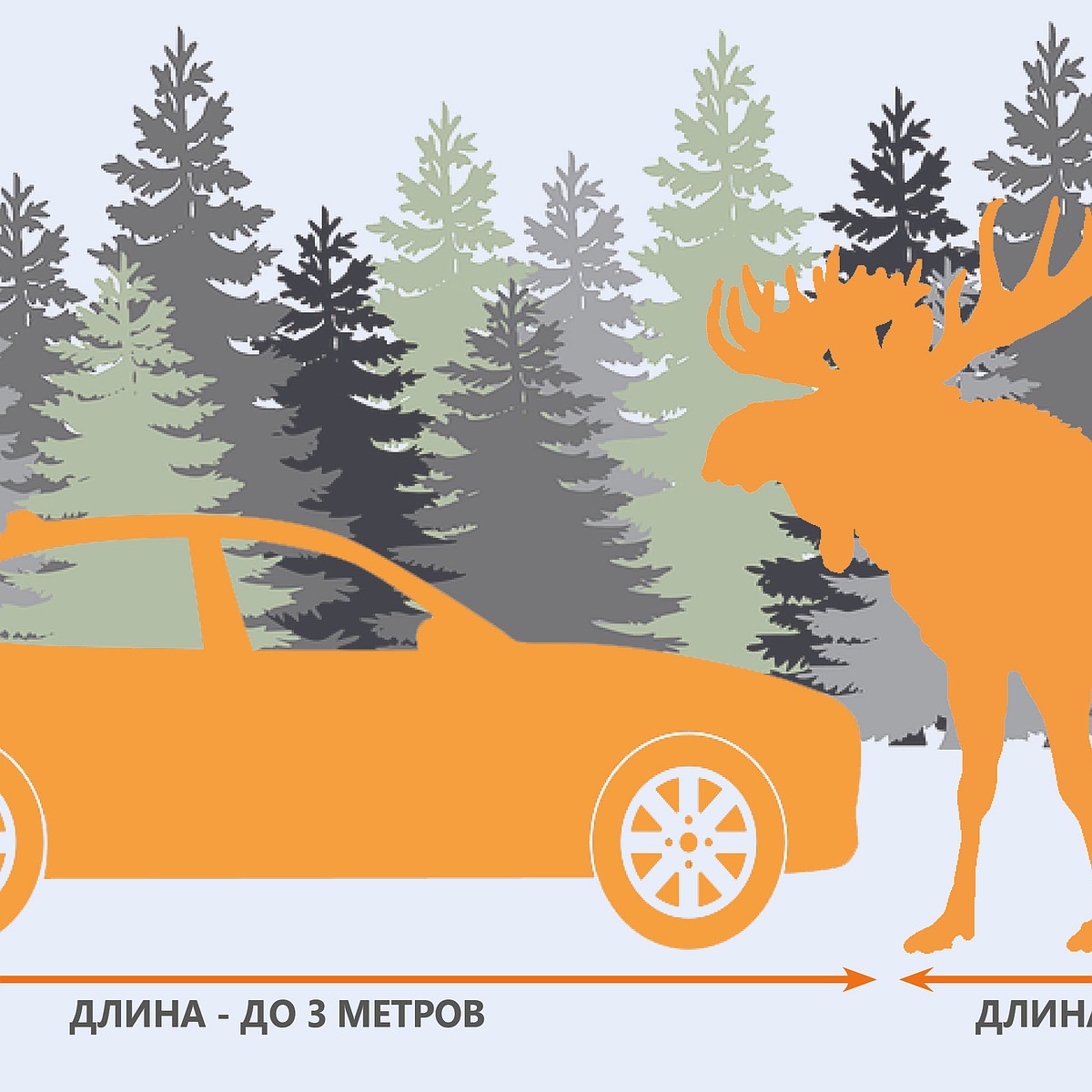 ДТП с лосем: почему они происходят и что делать? - KP.RU