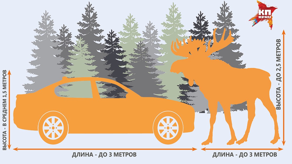 ДТП с лосем: почему они происходят и что делать? - KP.RU