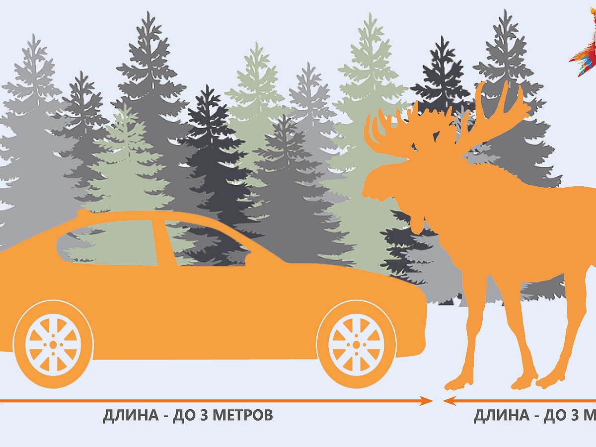 ДТП с лосем: почему они происходят и что делать? - KP.RU