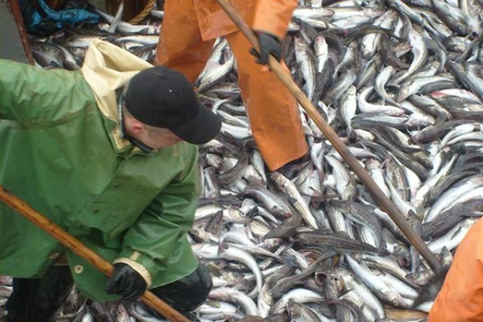 Приморские рыбаки ударно потрудились на путине. Фото: Олег БЕЛОВ.