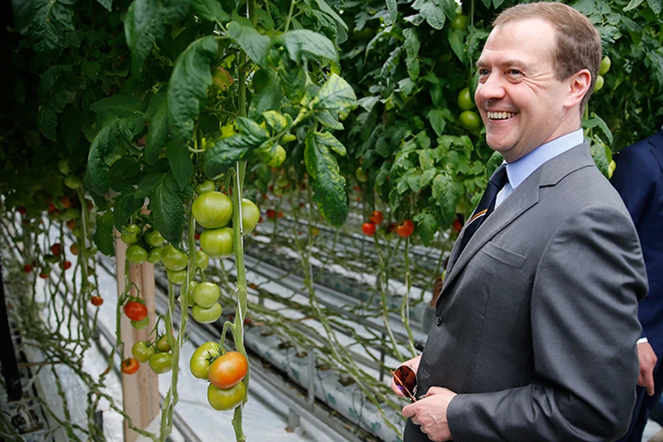Из молочного цеха Медведев отправился в теплицу с помидорами. Фото: Дмитрий Астахов/ТАСС