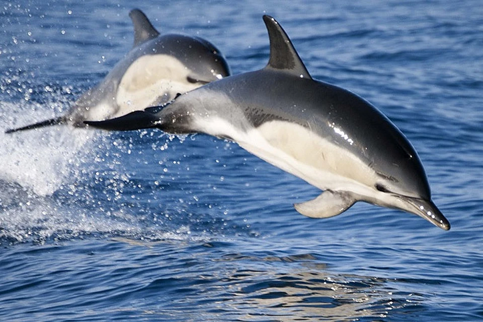 В проливе Эресунн появились дельфины-белобочки. Фото: с сайта fotonatura.org