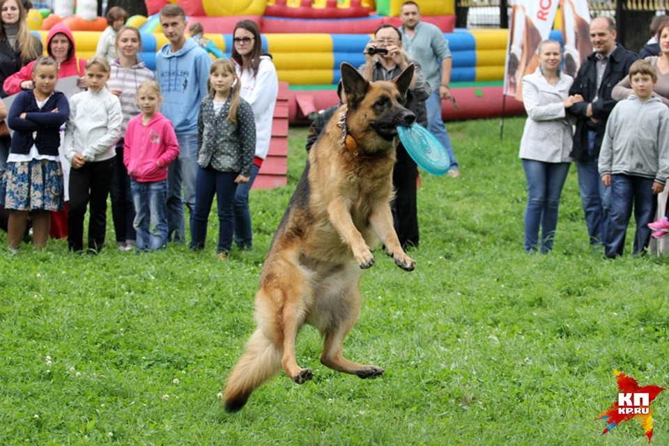 Дог-шоу в Барнауле: собаки ловили тарелки, «рисовали» и «танцевали»