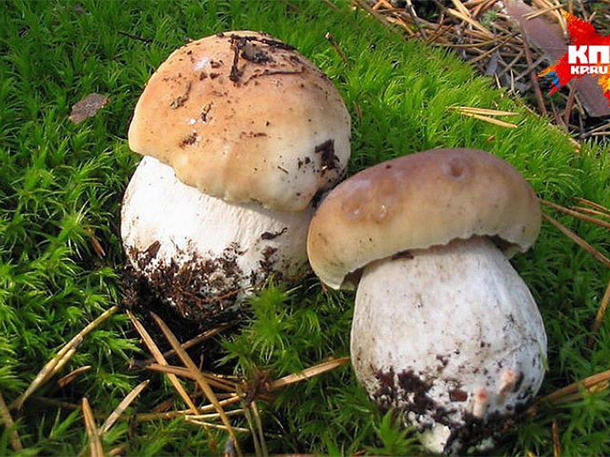 Белые грибы в Удмуртии