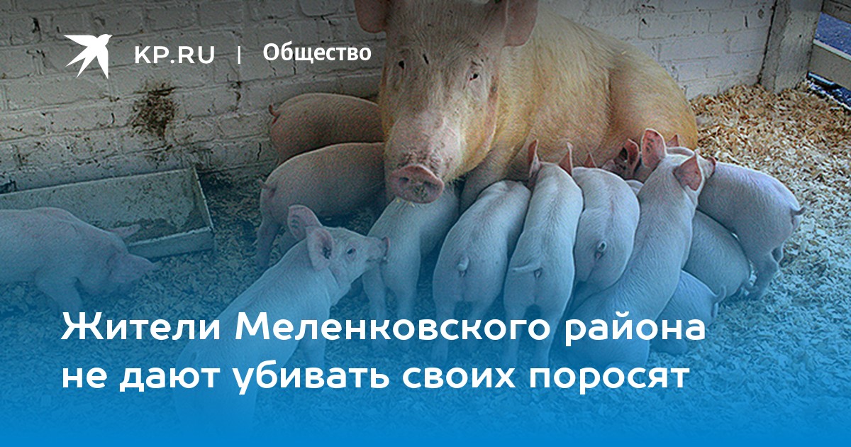 Человек и закон поросенок. Моя жизнь поросенок. Человек гуляет со свиньей.