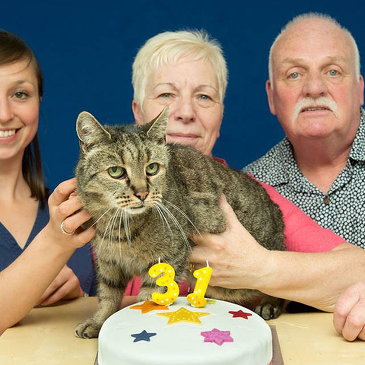 Самый старый кот в мире отметил 31 день рождения и готовится попасть в  Книгу рекордов - KP.RU