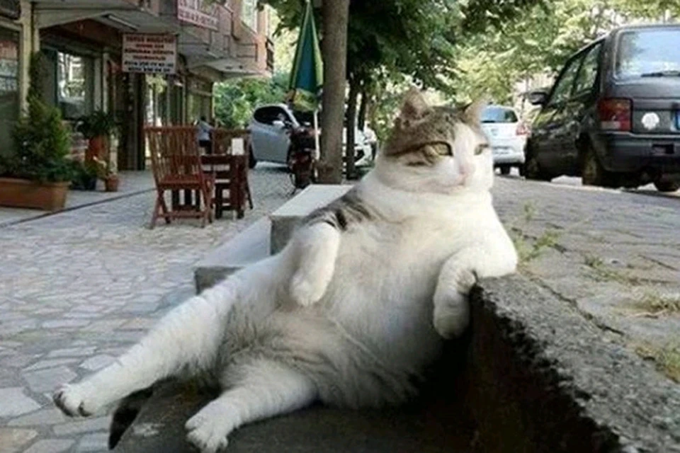 Знаменитому котику, беззаботно взирающему на стамбульскую улицу, поставили памятник.