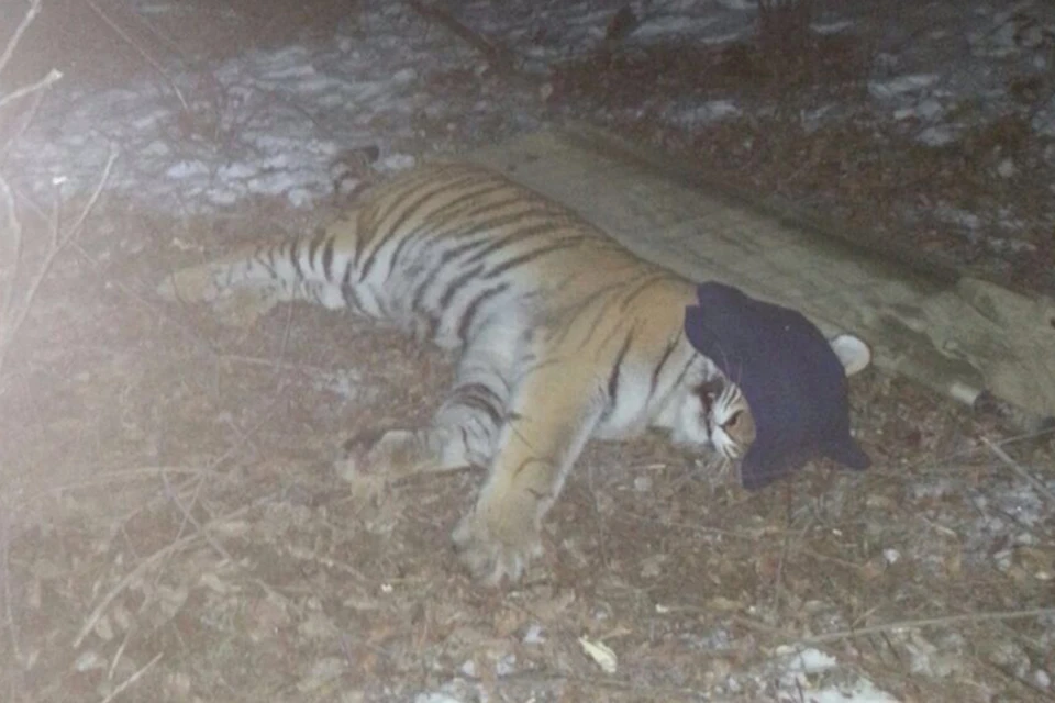 Тигрицу «Тихоню» отловили за буйное поведение в Хабаровском крае