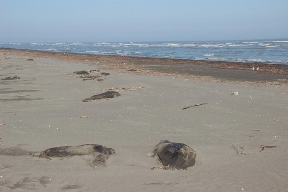 В Дагестане выяснили причину массовой гибели тюленей. Фото: дагестанский филиал Каспийского научно-исследовательского института рыбного хозяйства.