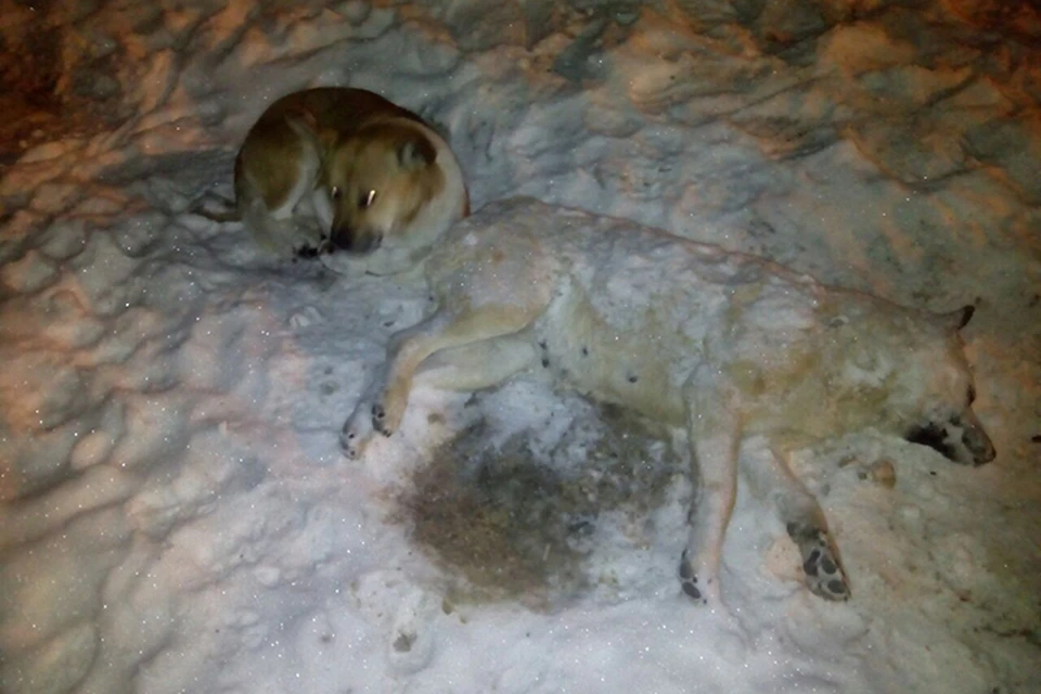 Под Хабаровском пес провел несколько дней рядом с убитой беременной подругой
