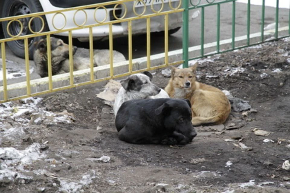 В Дагестане собаки разорвали девятилетнюю девочку