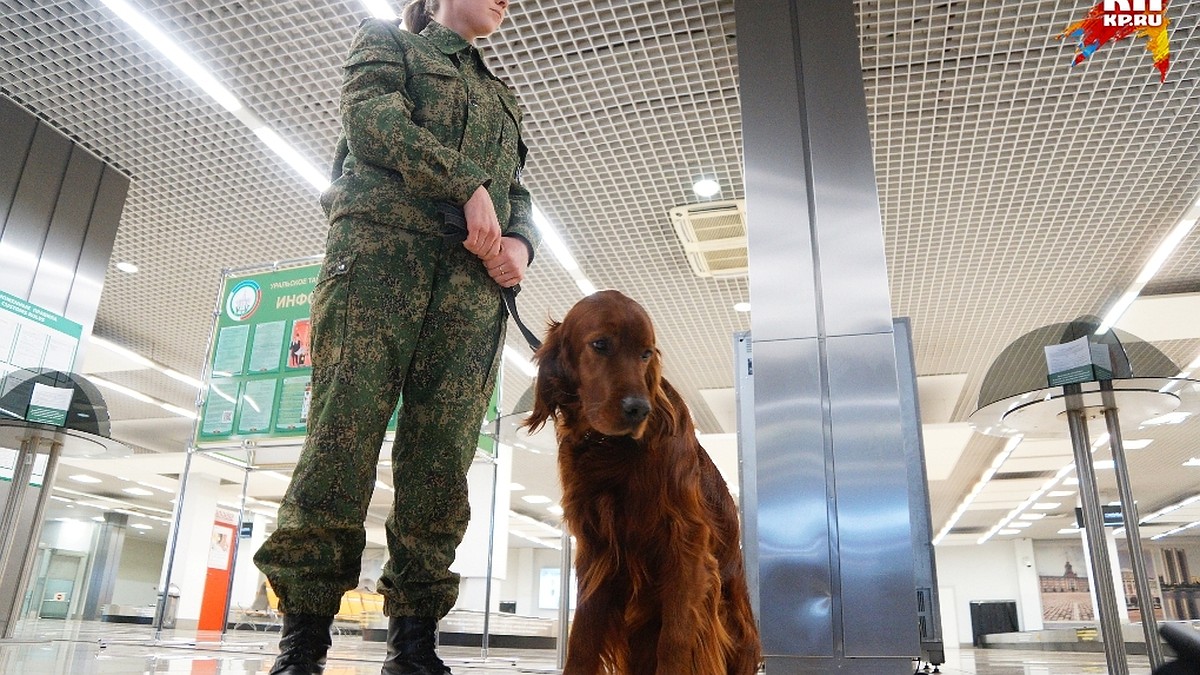 Как таможня заставляла корреспондента «КП» наркотики в аэропорт «Кольцово»  проносить - KP.RU