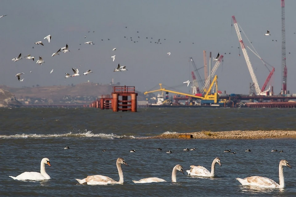 Птиц в Керченском проливе тоже стало больше. Фото: Инфоцентр "Крымский мост"