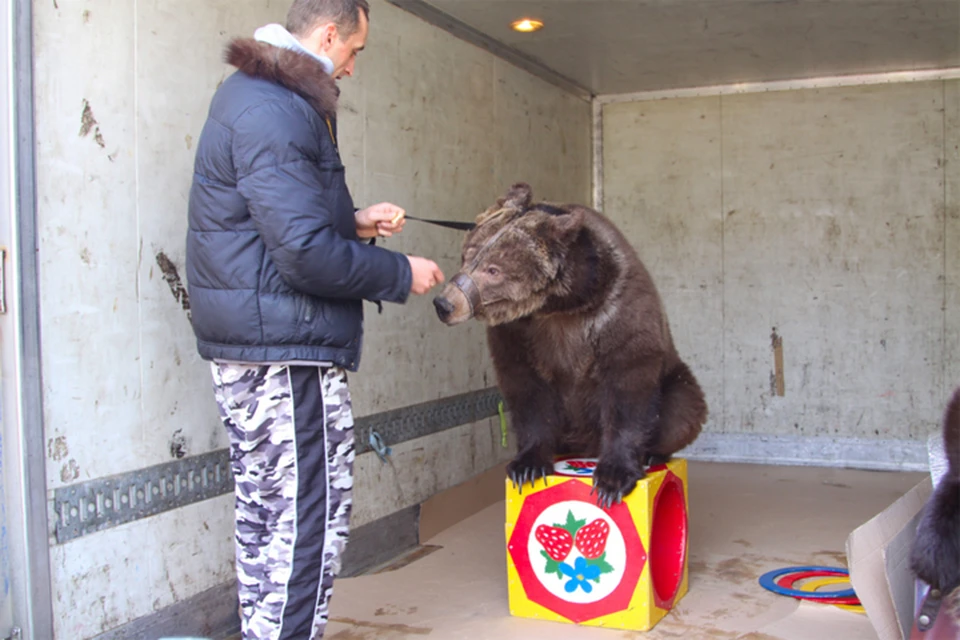 В Советском районе на праздник привели живого медведя.