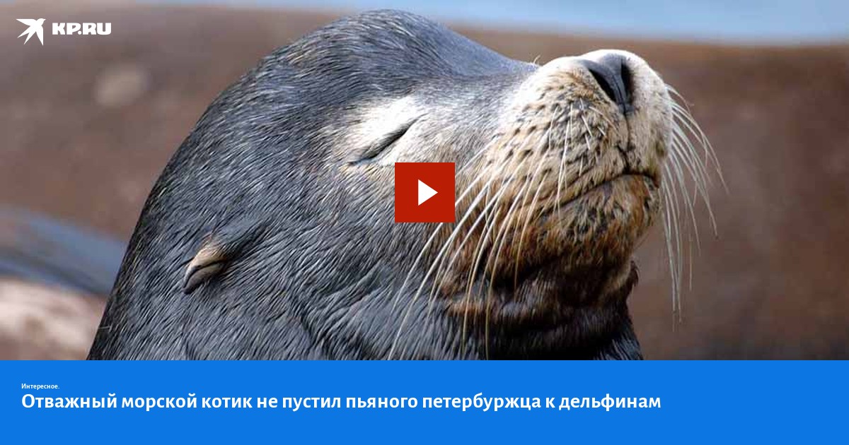 Северный морской котик