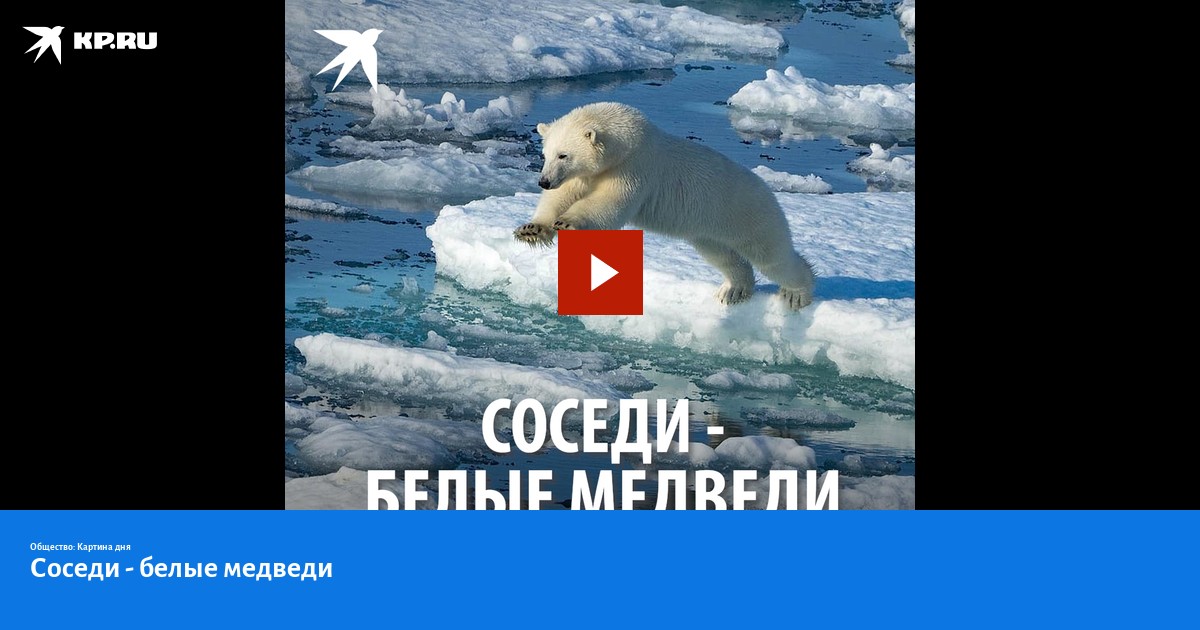 Сосед белая