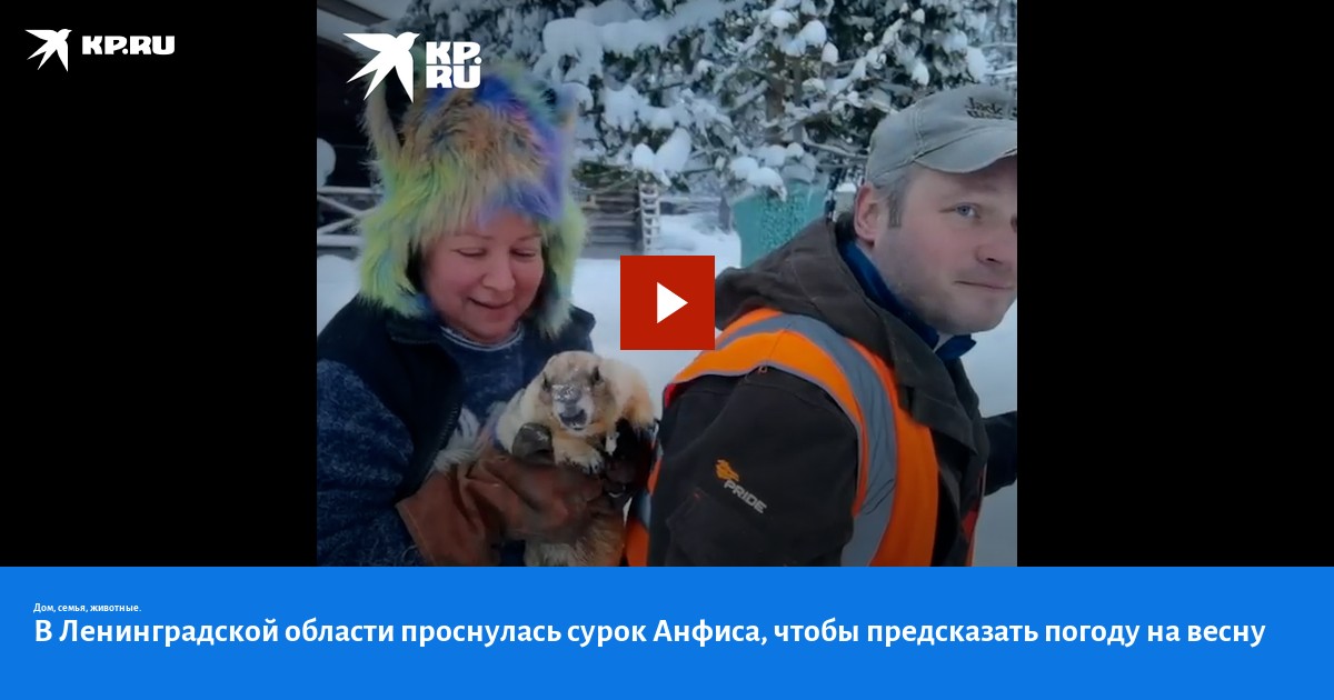 Сурок Анфиса проснулась в День сурка и дала предсказание о будущей весне