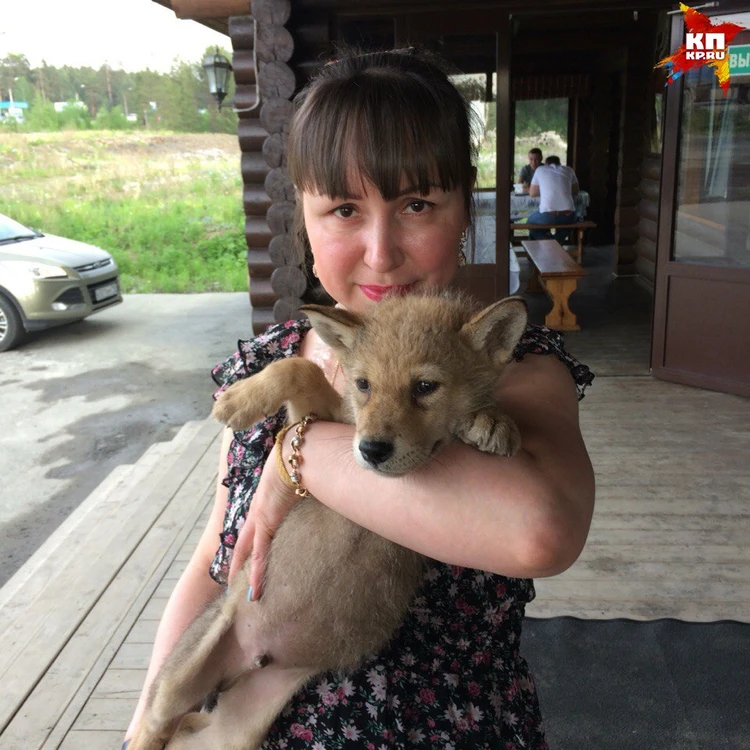 На Урале нашлась хозяйка волка, который напугал жителей Кедровки - KP.RU