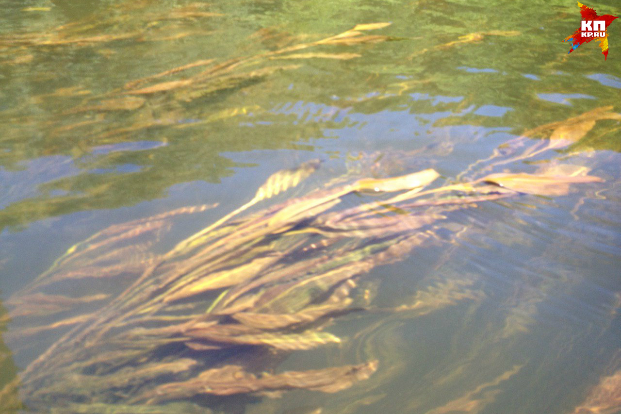 Скопления водорослей - еще одно препятствие. Главное здесь не увязнуть.