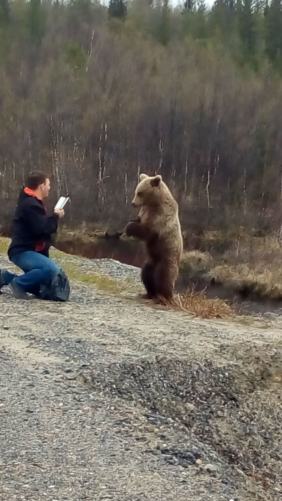 Нападение лесу. Бурый медведь нападение Гризли. Медведь Гризли нападение. Бурый медведь Мурманской области. Напал медведь Осташево.