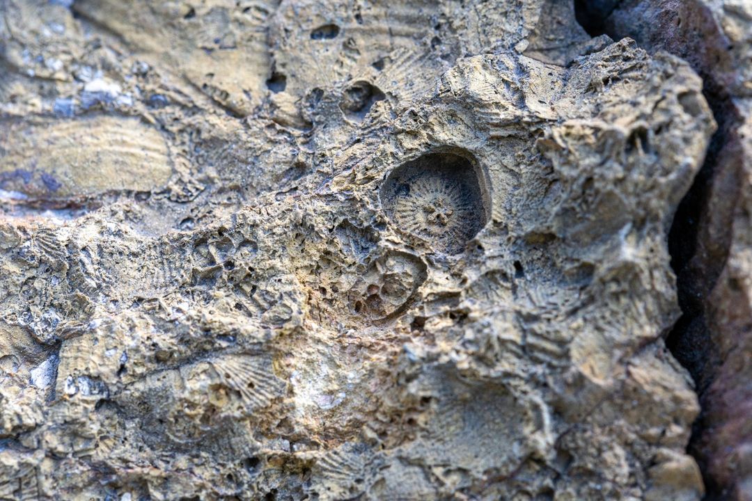Древность под ногами: на этом снимке можно увидеть окаменелую морскую лилию и других древних гастроподов. Фото: Дмитрий АГЕЕВ.