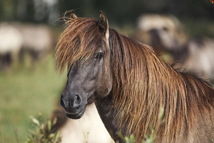 Посмотрите, какие красивые: в Беларусь спустя 400 лет вернулись дикие лошади  - KP.RU